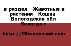  в раздел : Животные и растения » Кошки . Вологодская обл.,Вологда г.